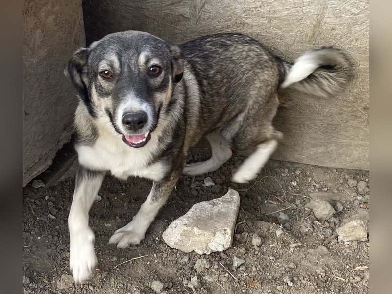 Gibbs - neugierig und aufmerksam