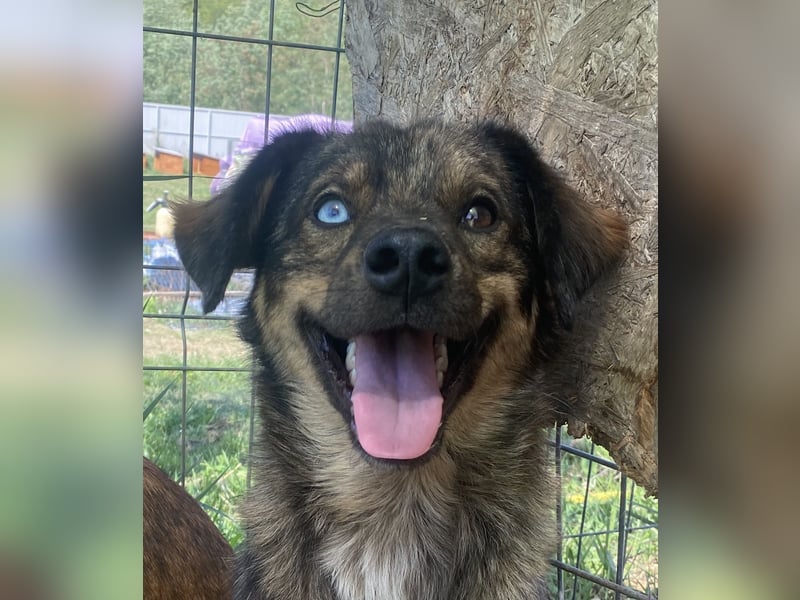 Azul - verträglich und lernwillig