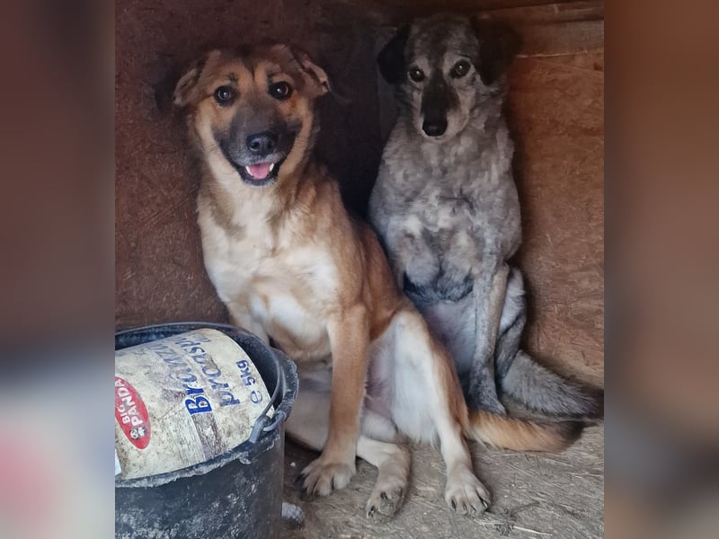 Cara - verträglich und schüchtern