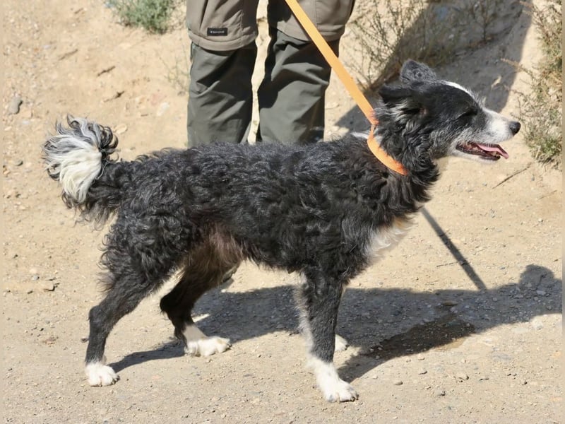 Didi - zutraulich, aufmerksam und verschmust