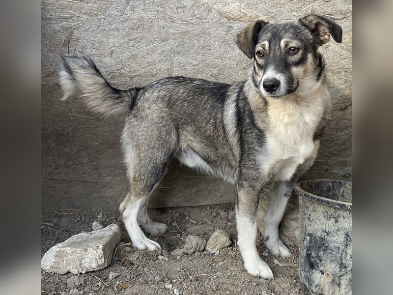 Gibbs - neugierig und aufmerksam