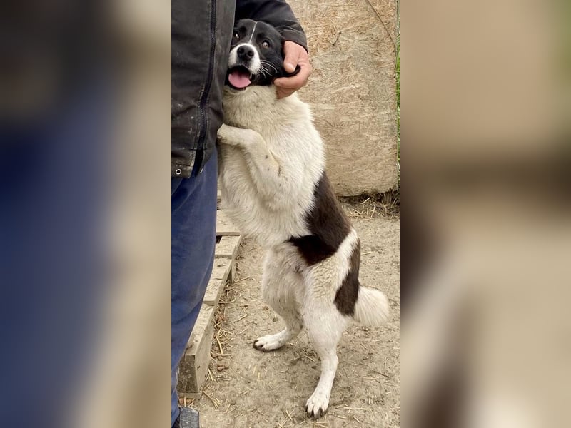 Ike - verschmust und freundlich