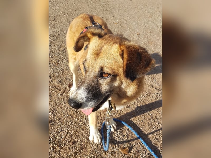 Violet - entspannt und menschenbezogen - BEREITS IN DEUTSCHLAND