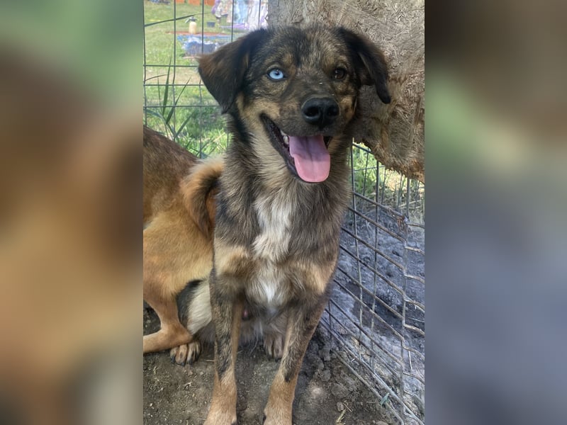 Azul - verträglich und lernwillig