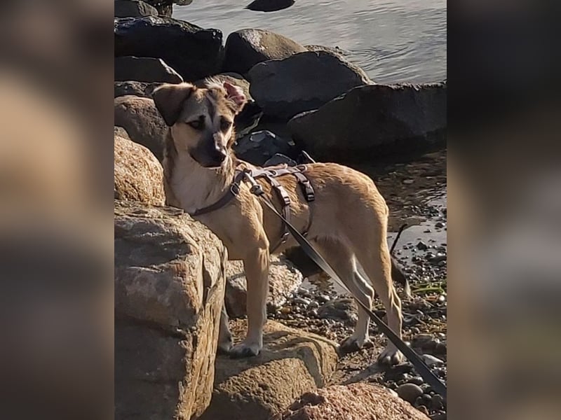 Caya - freundlich und verschmust - BEREITS IN DEUTSCHLAND