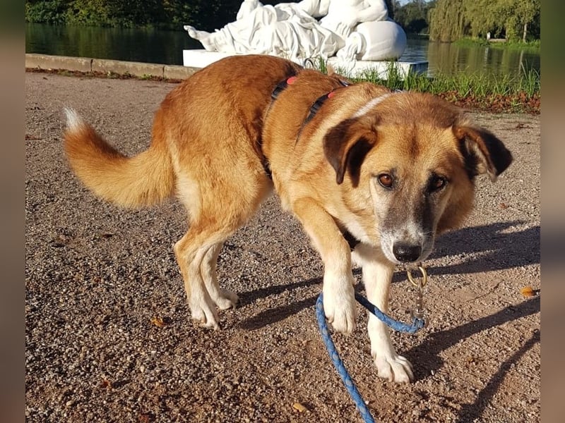 Violet - gemütlich und verschmust - BEREITS IN DEUTSCHLAND