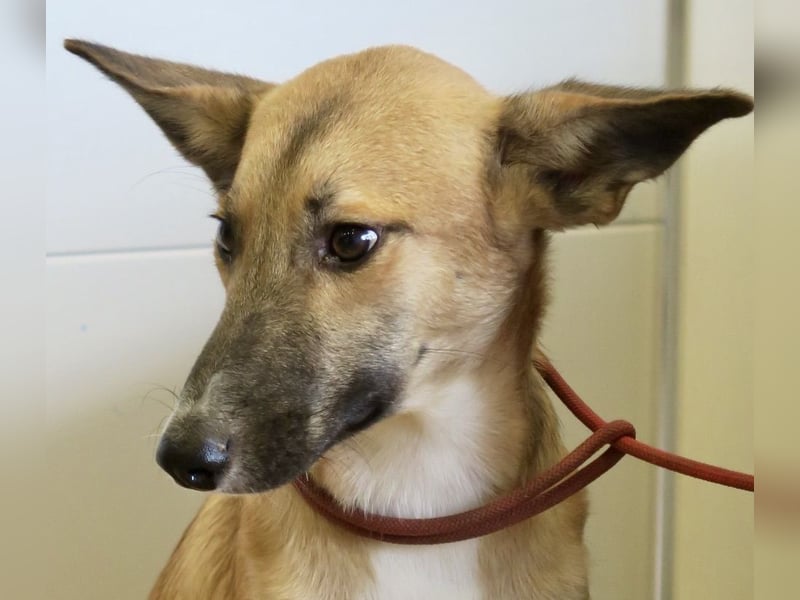 Pichichus, jung,lernwillig und aufgeschlossen