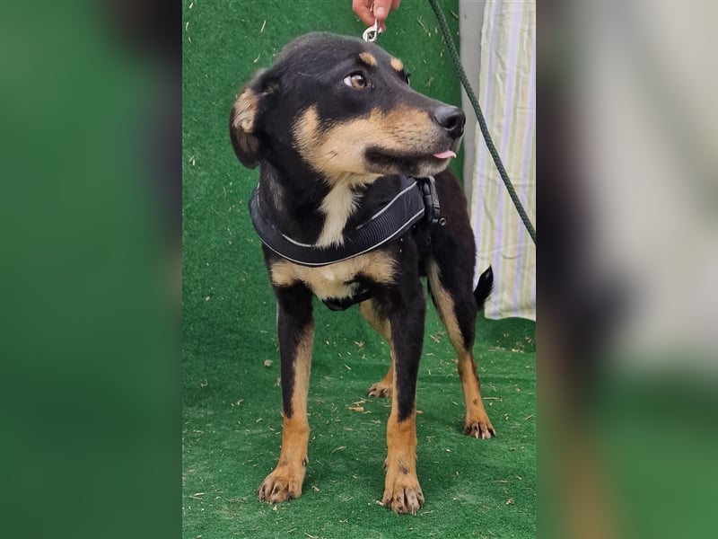 Linus - verträglich und vorsichtig