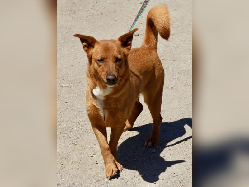 Nala - vertraut den Menschen und lebensfreudig