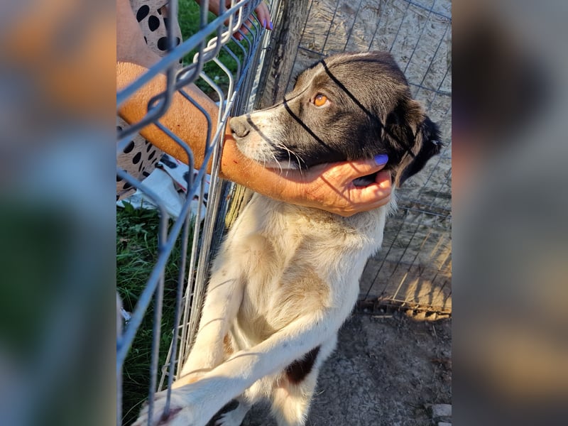 Ike - verschmust und freundlich