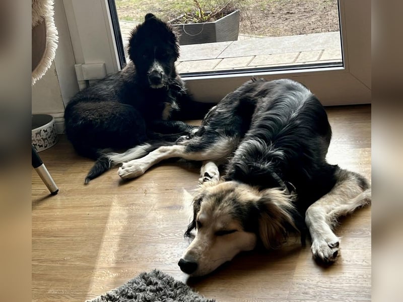 Rocco - verschmust, lernwillig und offen BEREITS IN DEUTSCHLAND