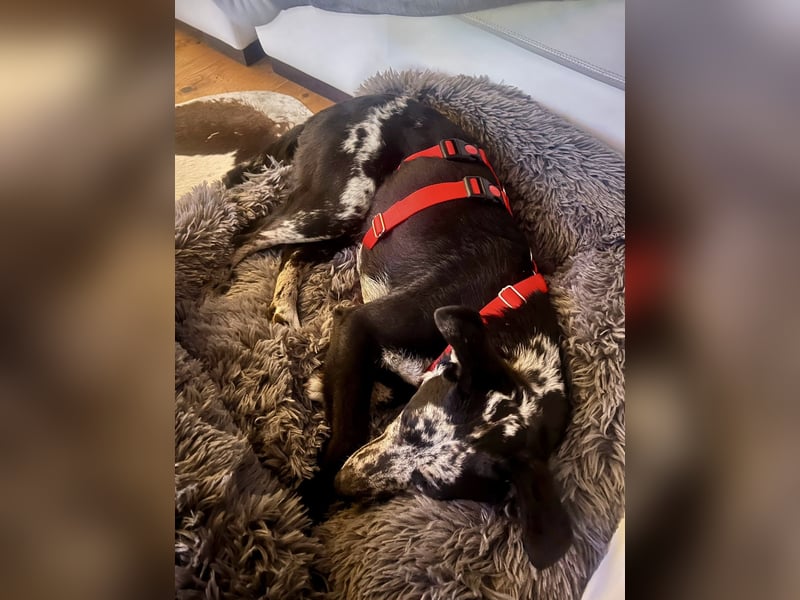 Manchas - verschmust, zutraulich und freundlich / bereits in DE