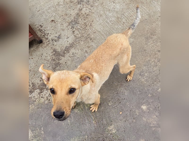 Suki - offen und lernwillig