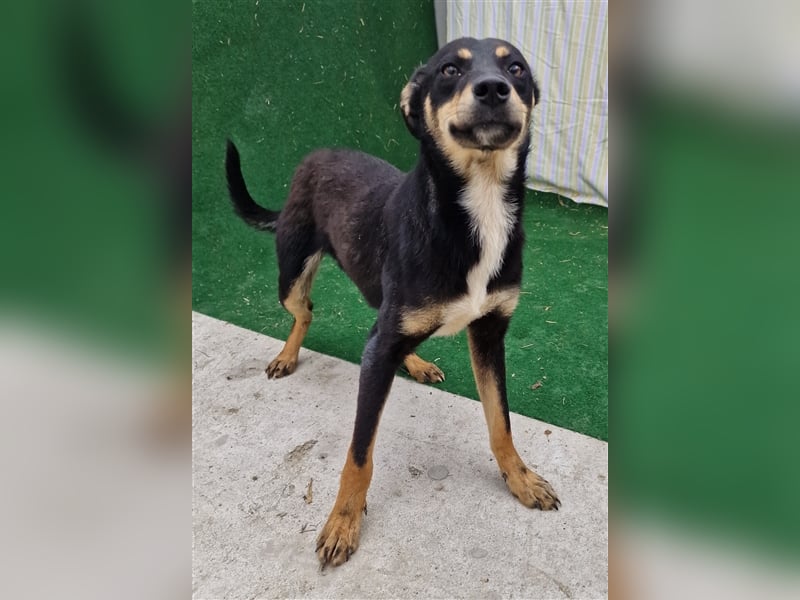 Linus - verträglich und vorsichtig