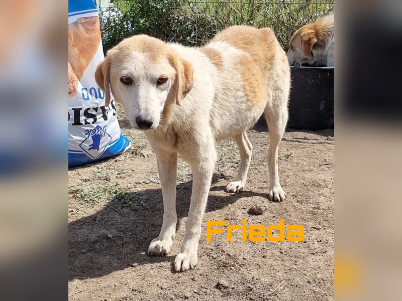 Freddy & Frieda - neugierige Geschwister