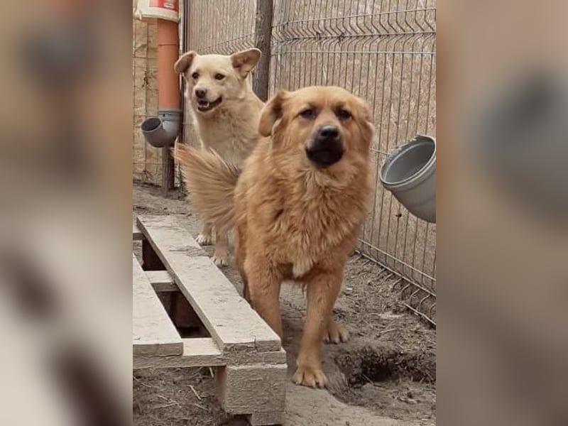 Tanuka - neugierig und interessiert