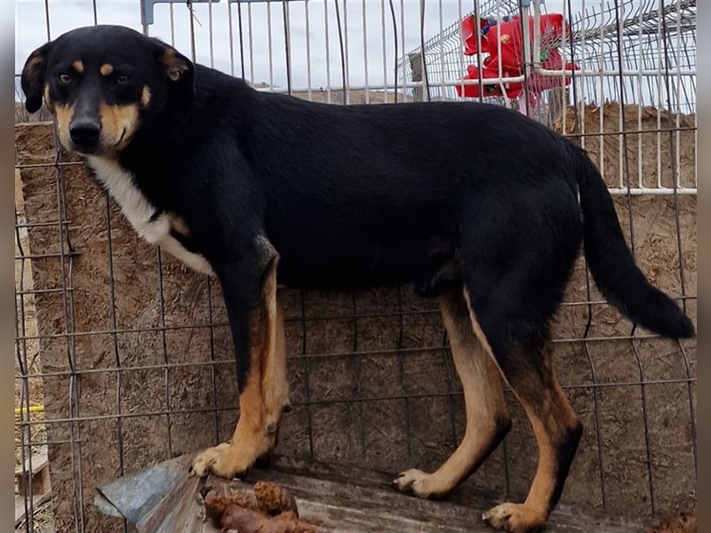 Linus - verträglich und vorsichtig