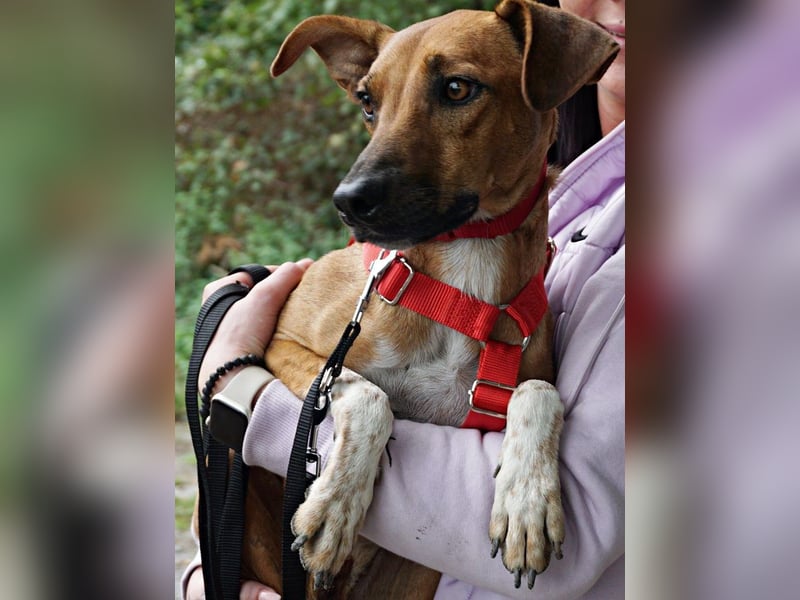 Miki - neugierig, stubenrein und freundlich / bereits in Deutschland