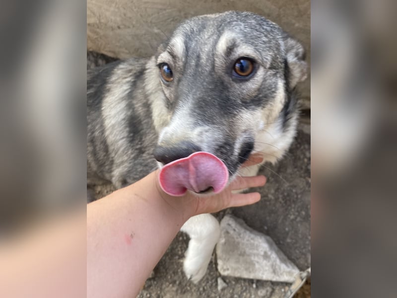 Gibbs - neugierig und aufmerksam