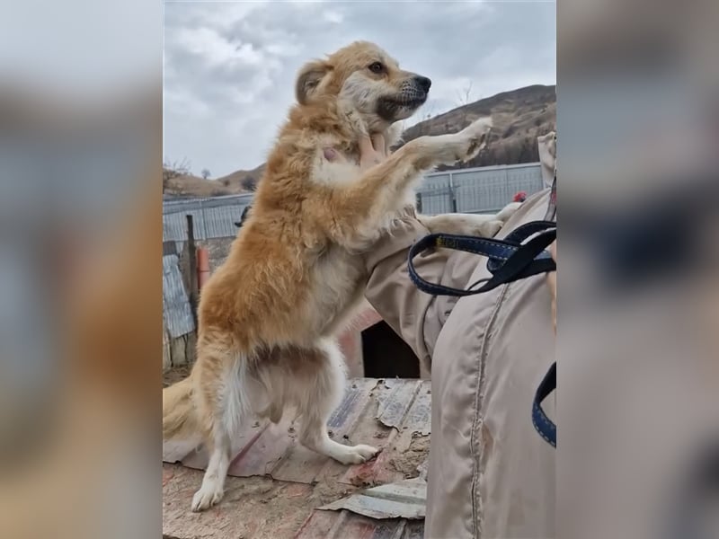 Magic - verschmust und zutraulich