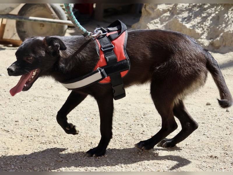 Bruno, sehr verschmust, neugierig, offen