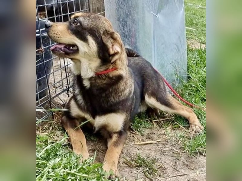 Lenni - freundlich und neugierig