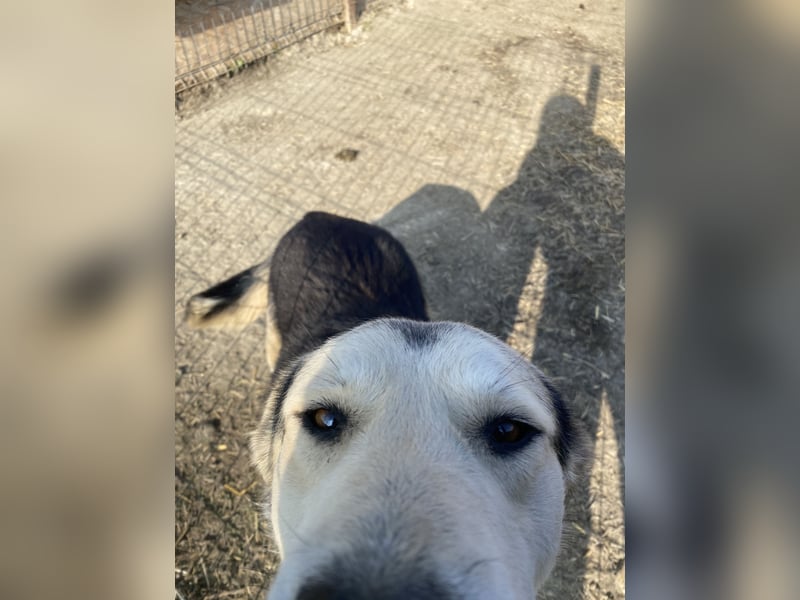 Liyana - interessiert und verträglich