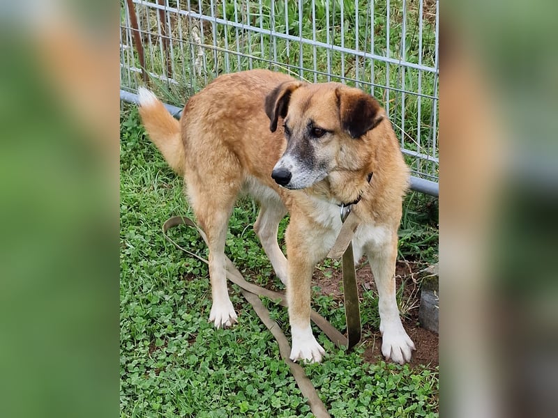 Violet - entspannt und menschenbezogen - BEREITS IN DEUTSCHLAND