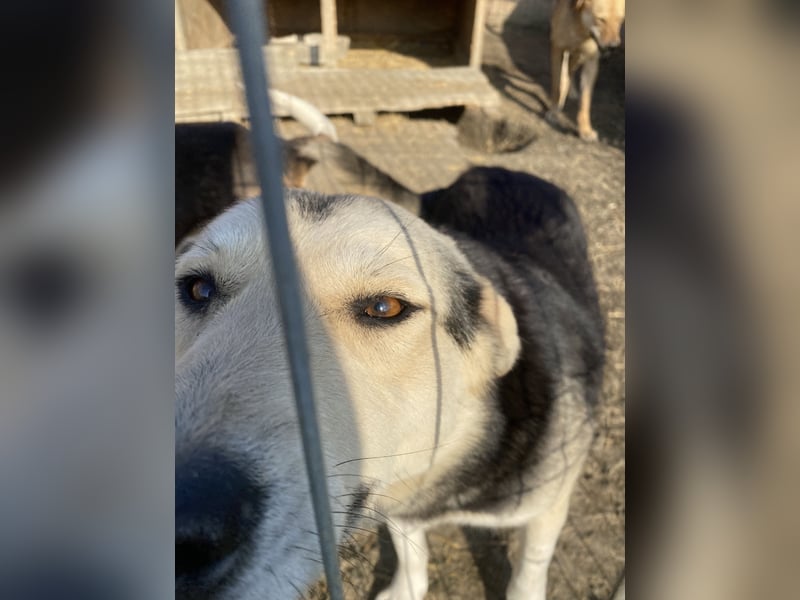 Liyana - interessiert und verträglich