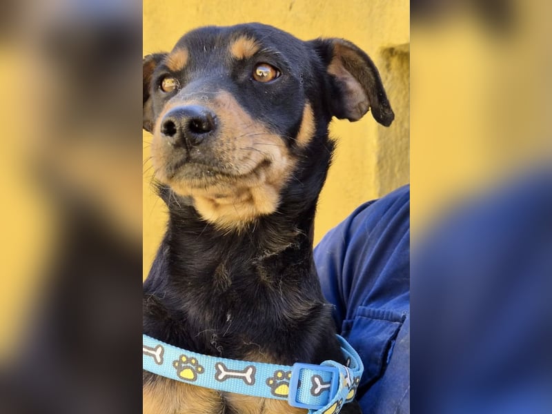 Kevin - familiengeignet, zutraulich und lernwillig