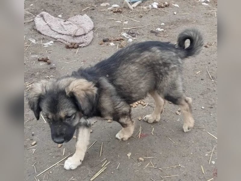 Gismo - verträglich und schüchtern