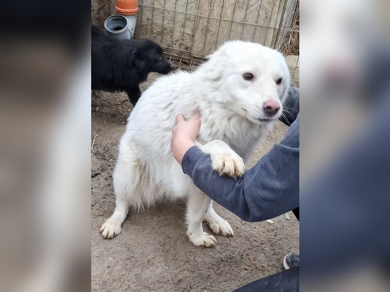 Miko - verträglich und interessiert