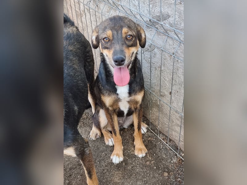 Maddy - freundlich und verschmust