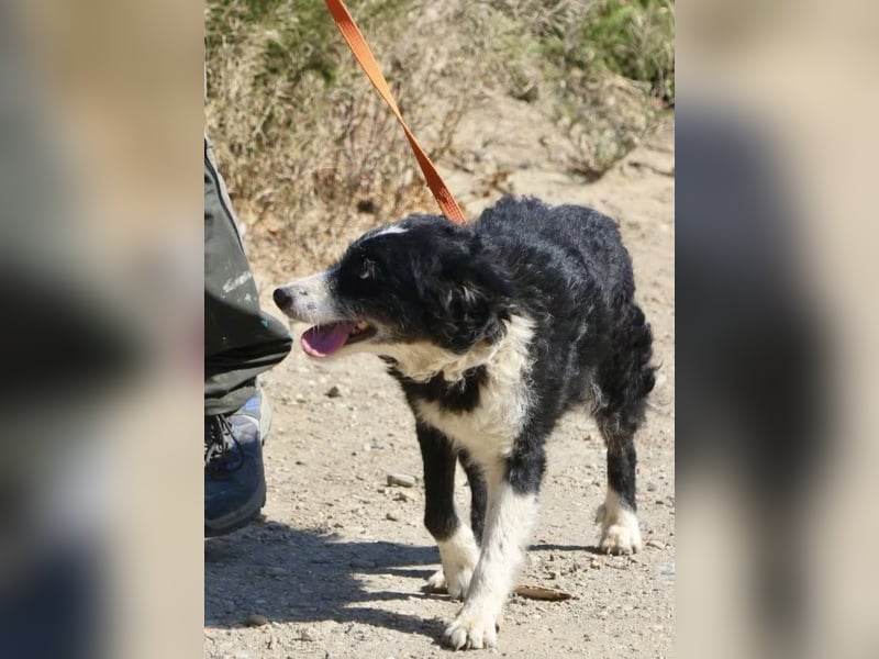 Didi - zutraulich, aufmerksam und verschmust