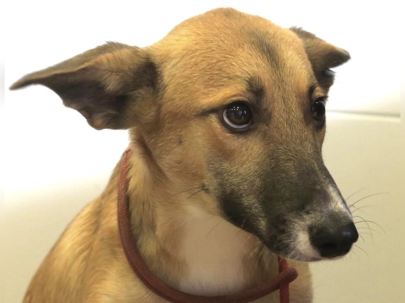 Pichichus, jung,lernwillig und aufgeschlossen