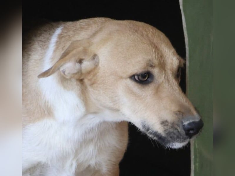 Nuria, zurückhaltend, freundlich und gut verträglich