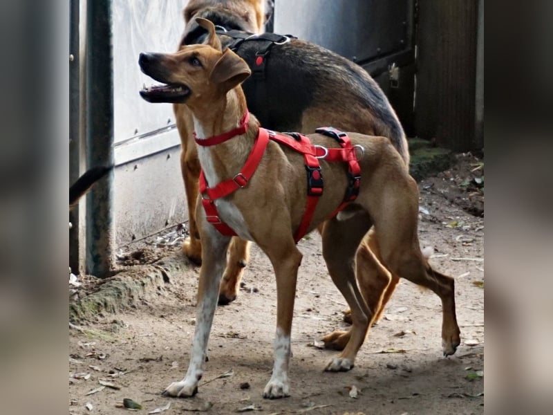 Miki - neugierig, stubenrein und freundlich / bereits in Deutschland