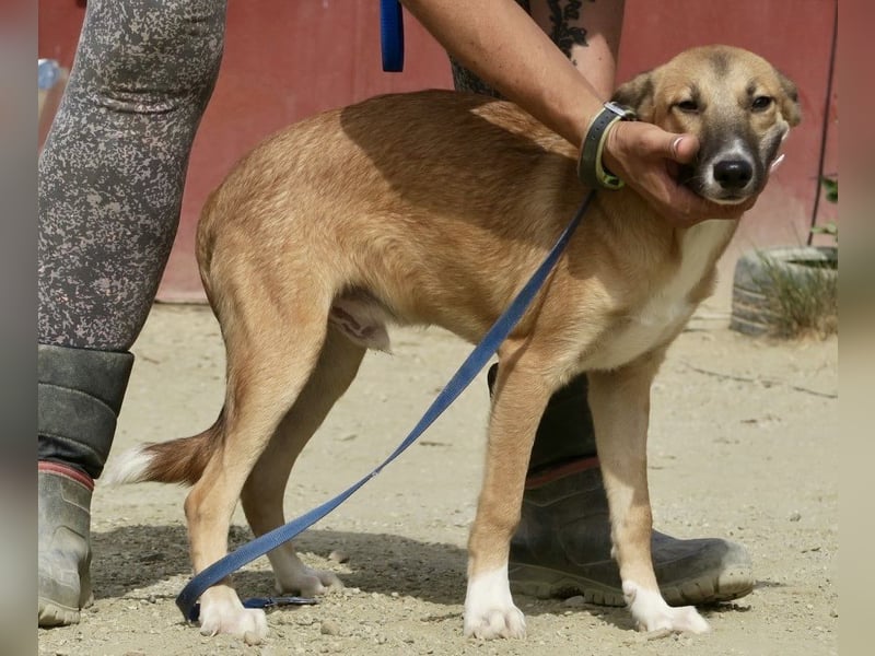 Pichichus, jung,lernwillig und aufgeschlossen