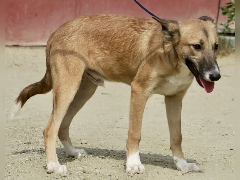 Pichichus, jung,lernwillig und aufgeschlossen