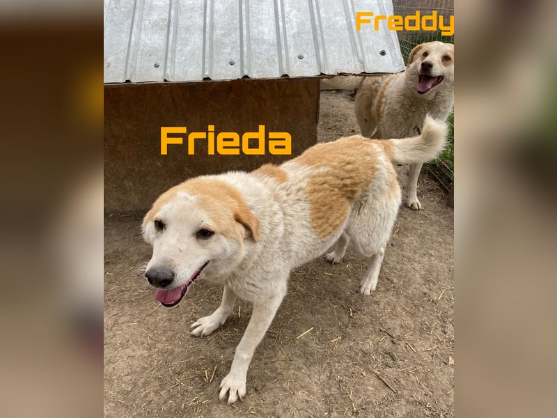 Freddy & Frieda - neugierige Geschwister