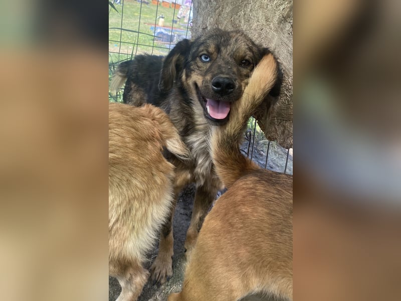 Azul - verträglich und lernwillig