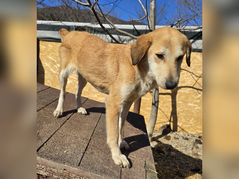 Laika - verschmust und neugierig