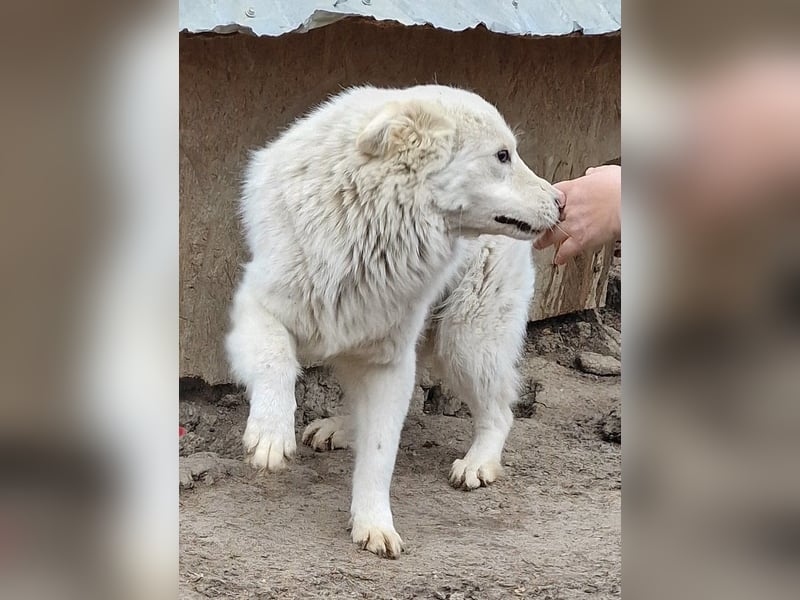 Miko - verschmust und verträglich