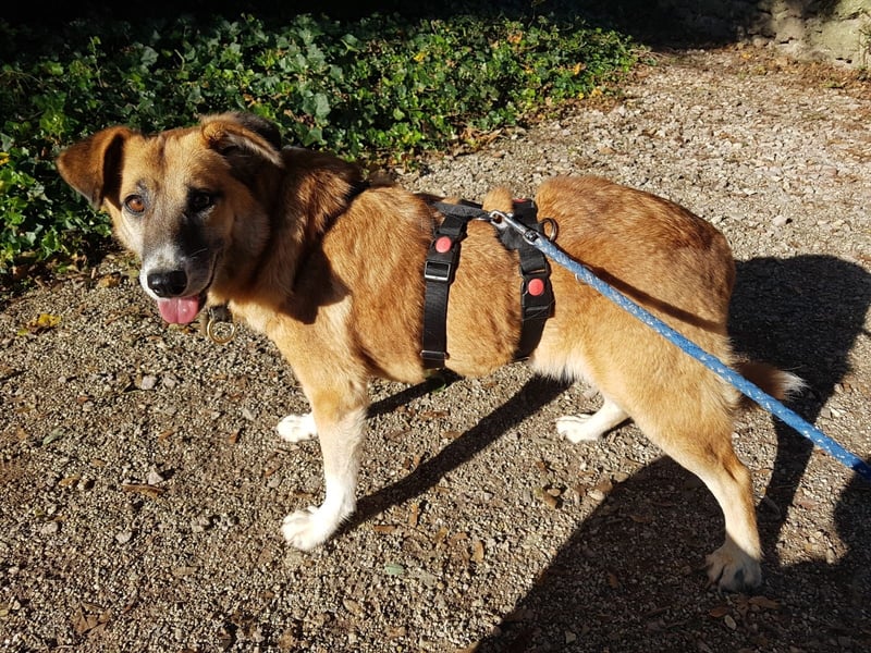 Violet - entspannt und menschenbezogen - BEREITS IN DEUTSCHLAND