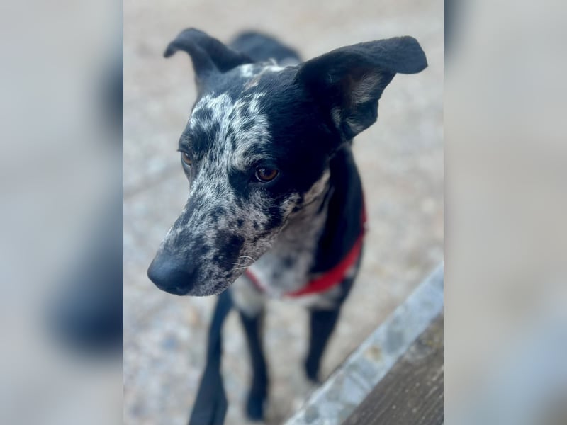 Manchas - verschmust, zutraulich und freundlich / bereits in DE