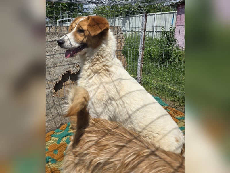 Lucy - interessiert und verträglich