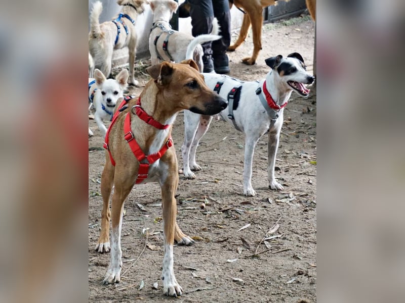 Miki - neugierig, stubenrein und freundlich / bereits in Deutschland