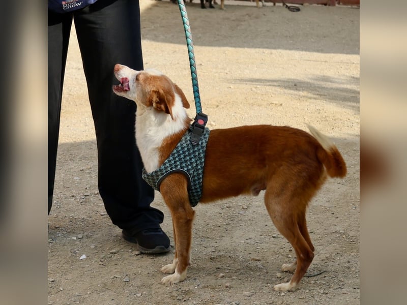 Jota - lässt sich gerne anfassen, freundlich und zutraulich