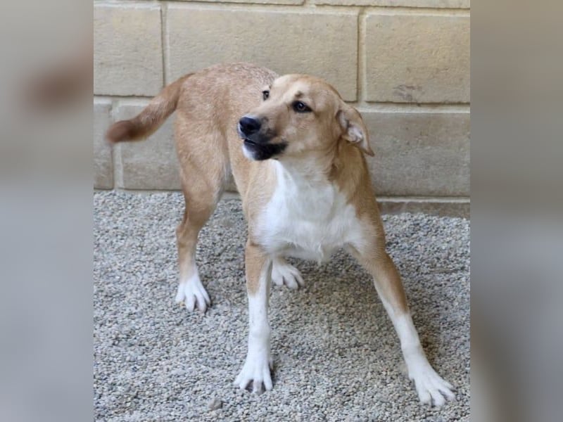 Nuria, zurückhaltend, freundlich und gut verträglich