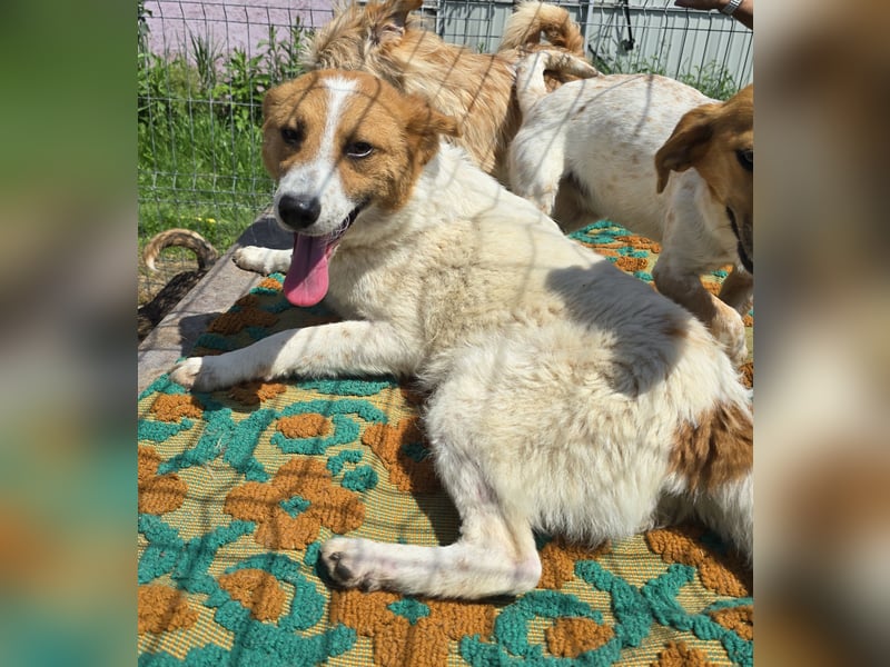 Lucy - interessiert und verträglich